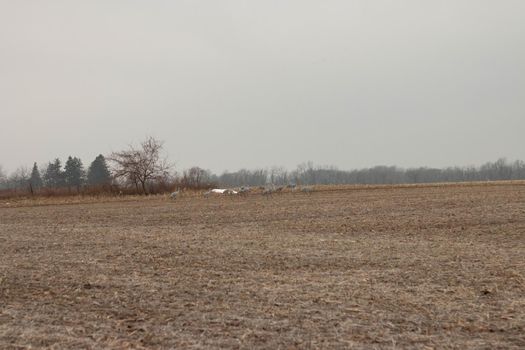 Sandhill crane migration in a canadian farmer field. Winter migration. High quality photo