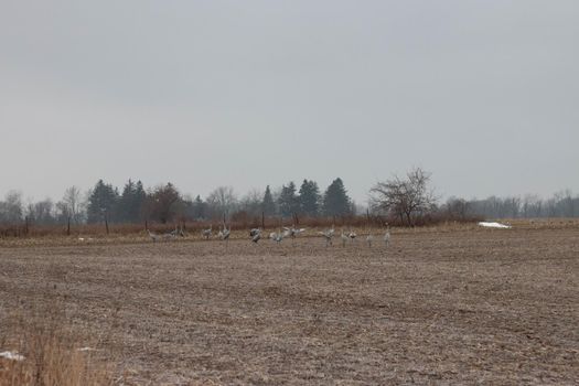 Sandhill crane migration in a canadian farmer field. Winter migration. High quality photo
