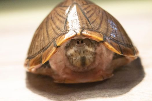 an adult female razorback musk turtle. High quality photo