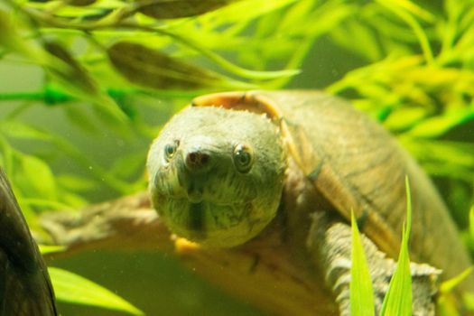 an adult female razorback musk turtle. High quality photo