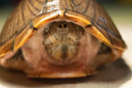 an adult female razorback musk turtle. High quality photo