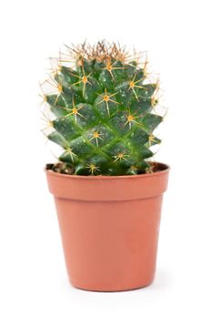 close up of small cactus houseplant in pot on white background