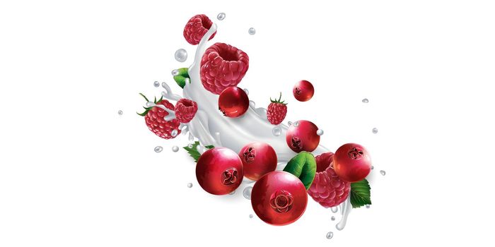 Cranberries and raspberries and a splash of yogurt or milk on a white background. Realistic style illustration.