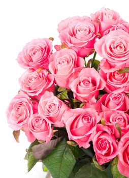 Pink roses isolated on white background