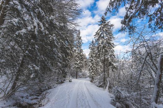 Winter landscape with footpath, snowy trees and blue sky