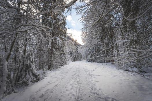 Winter landscape with footpath, snowy trees and blue sky