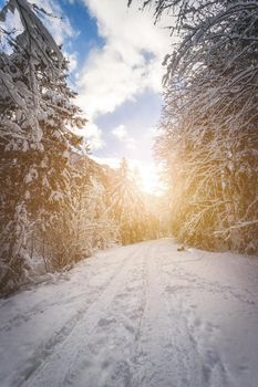 Winter landscape with footpath, snowy trees and blue sky