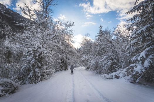 Winter landscape with footpath, snowy trees and blue sky