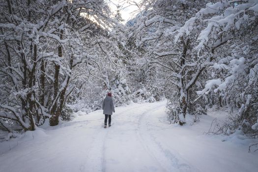 Winter landscape with footpath, snowy trees