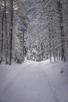 Winter landscape with footpath, snowy trees