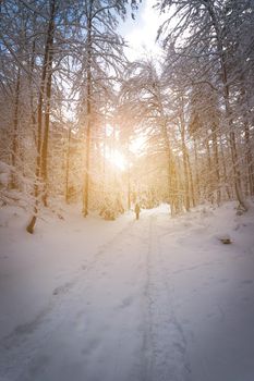 Winter landscape with footpath, snowy trees and blue sky