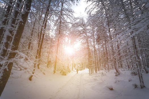 Winter landscape with footpath, snowy trees and blue sky