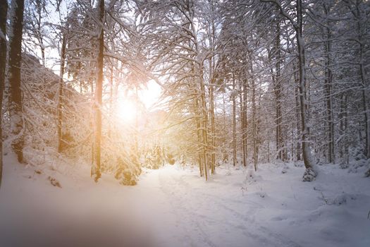 Winter landscape with footpath, snowy trees and blue sky
