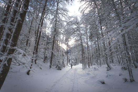 Winter landscape with footpath, snowy trees
