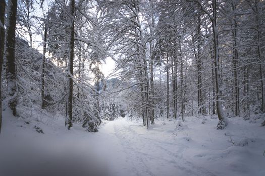 Winter landscape with footpath, snowy trees