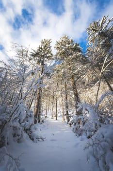 Winter landscape with footpath, snowy trees and blue sky