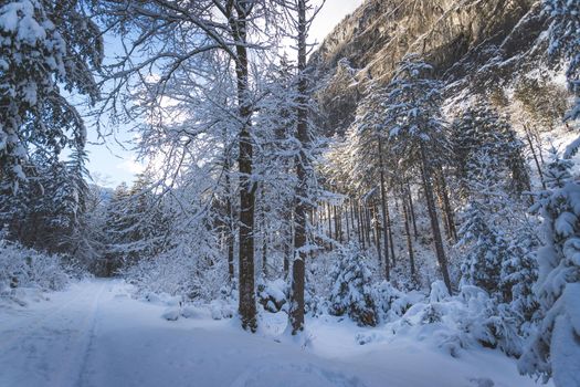 Winter landscape with footpath, snowy trees and blue sky