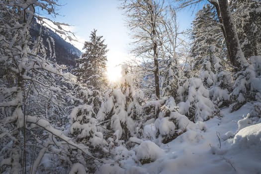 Winter landscape: Sunshine and snowy trees, wilderness
