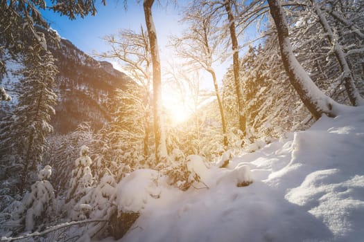Winter landscape: Sunshine and snowy trees, wilderness