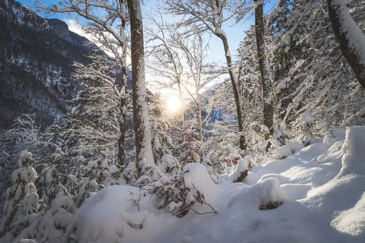 Winter landscape: Sunshine and snowy trees, wilderness