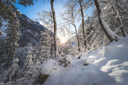 Winter landscape: Sunshine and snowy trees, wilderness