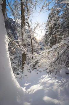 Winter landscape: Sunshine and snowy trees, wilderness