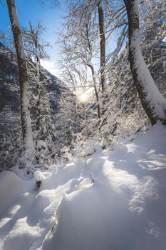 Winter landscape: Sunshine and snowy trees, wilderness