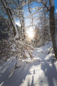 Winter landscape: Sunshine and snowy trees, wilderness