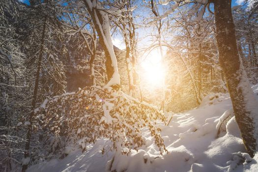 Winter landscape: Sunshine and snowy trees, wilderness