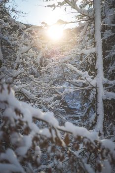 Winter landscape: Sunshine and snowy trees, wilderness