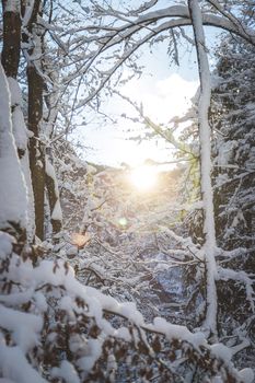 Winter landscape: Sunshine and snowy trees, wilderness
