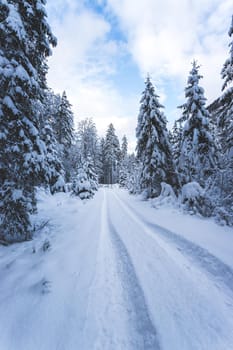 Winter landscape with footpath, snowy trees and blue sky