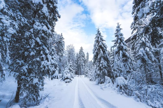 Winter landscape with footpath, snowy trees and blue sky