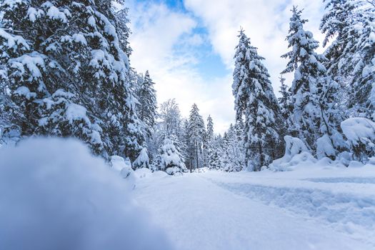 Winter landscape with footpath, snowy trees and blue sky