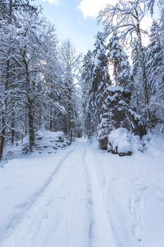 Winter landscape with footpath, snowy trees and blue sky