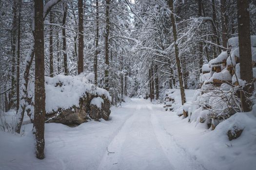 Winter landscape with footpath, snowy trees