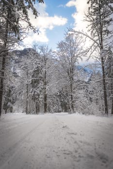 Winter landscape with footpath, snowy trees and blue sky
