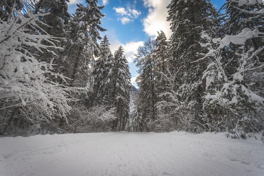 Winter landscape with footpath, snowy trees and blue sky
