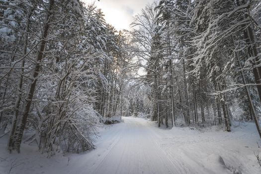 Winter landscape with footpath, snowy trees