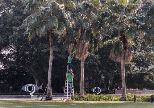 Bangkok, Thailand - Jan 14, 2021 : The gardener climbs Climb the ladder cut the branches at the top. Selective focus.