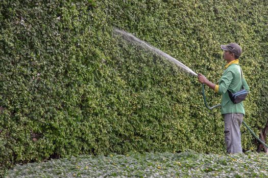 Bangkok, Thailand - Jan 14, 2021 : The gardener was using a rubber hose to water the trees. Injection of water from rubber tube, Copy space, Focus and blur.