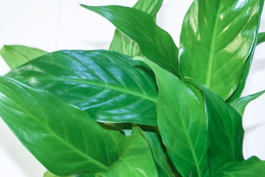 Spathiphyllum leaves. Green texture nature background, tropical leaves