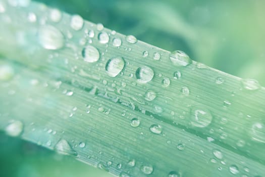 Dew drops on a blade of grass with vivid color background for designer with selective soft focus.