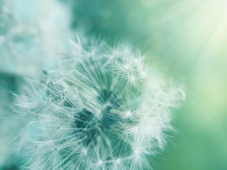 Dandelion Flowers with Copy Space vivid color background for designer with selective soft focus.