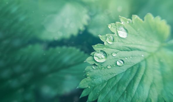 Dew drops on a blade of grass with vivid color background for designer with selective soft focus.