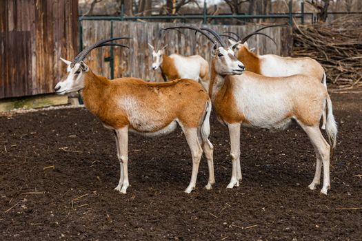 Sable oryxes Oryx dammah in front of wooden fence