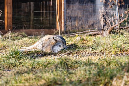 Gray wolf lie on small glade in front of small building