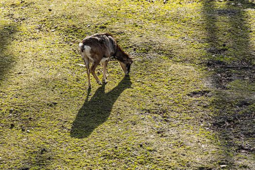 Young mouflon walking on large green field