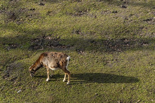 Young mouflon walking on large green field