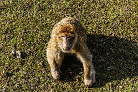 Berber macaque Macaca sylvanus sitting on dry grass and leafs